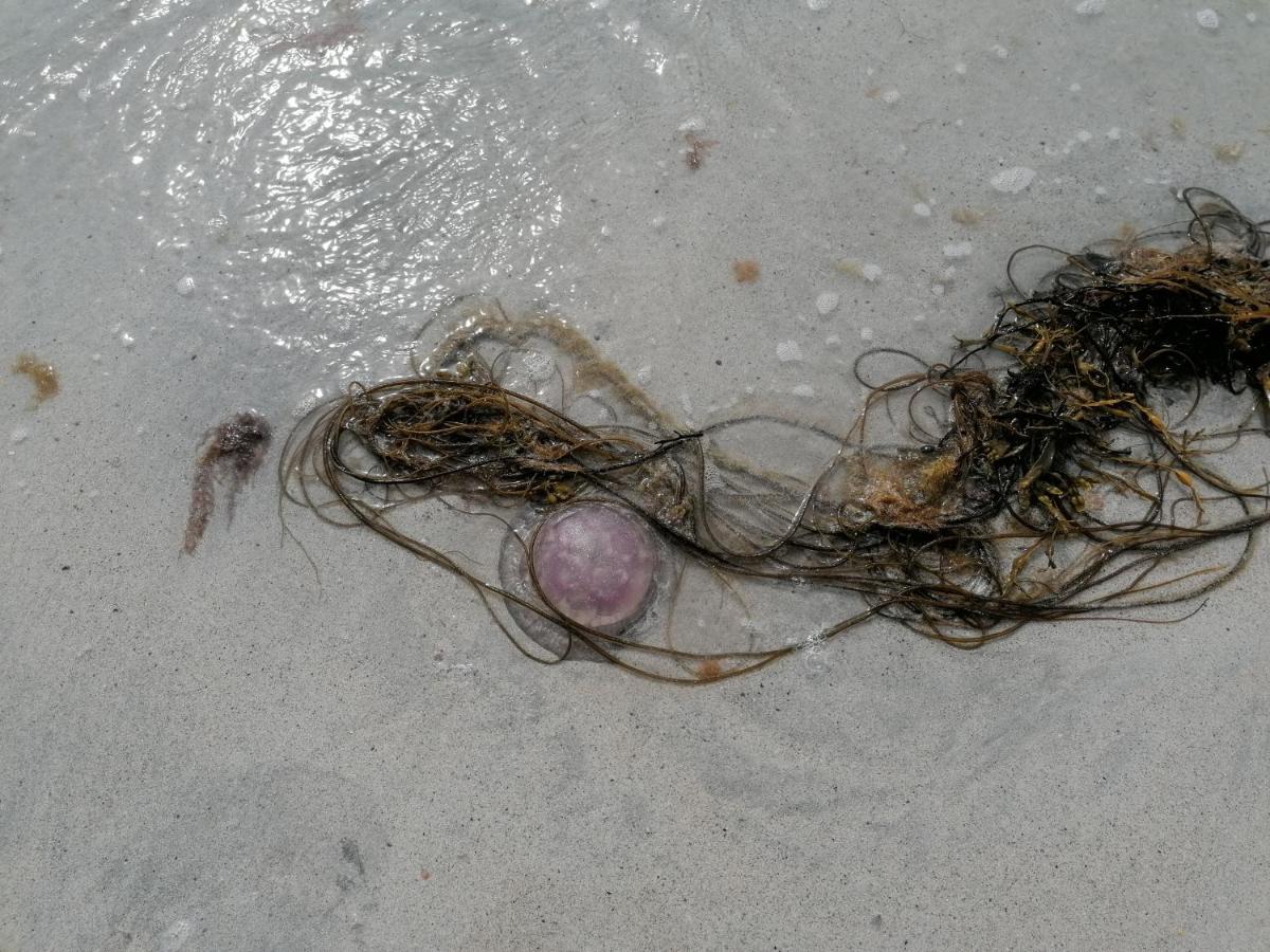 The Fisherman'S Snug Self Catering North Uist Paible エクステリア 写真
